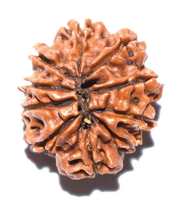 10_Mukhi_Original_Rudraksha_Bead_Natural_&_Energized_Rudraksha_For_Men_&_Women
