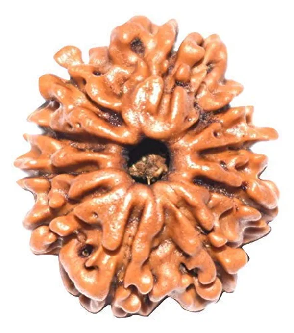 10_Mukhi_Original_Rudraksha_Bead_Natural_&_Energized_Rudraksha_For_Men_&_Women