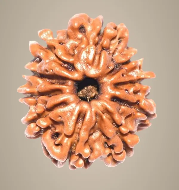 10_Mukhi_Original_Rudraksha_Bead_Natural_&_Energized_Rudraksha_For_Men_&_Women