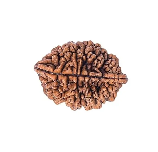 2_Mukhi_Original_Rudraksha_Bead_Natural_&_Energized_Rudraksha_For_Men_&_Women
