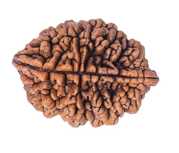 2_Mukhi_Original_Rudraksha_Bead_Natural_&_Energized_Rudraksha_For_Men_&_Women