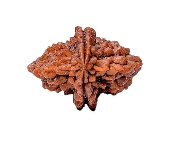 2_Mukhi_Original_Rudraksha_Bead_Natural_&_Energized_Rudraksha_For_Men_&_Women