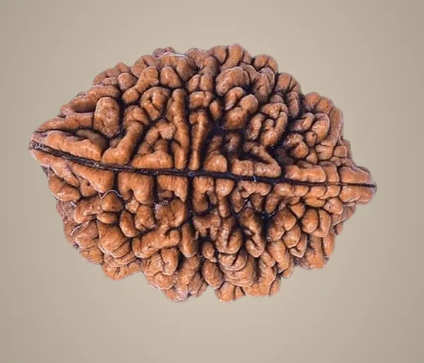 2_Mukhi_Original_Rudraksha_Bead_Natural_&_Energized_Rudraksha_For_Men_&_Women