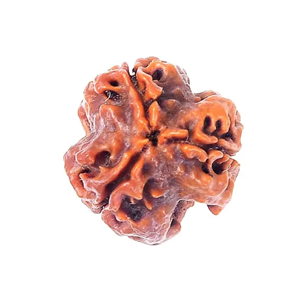 3_Mukhi_Original_Rudraksha_Bead_Natural_&_Energized_Rudraksha_For_Men_&_Women