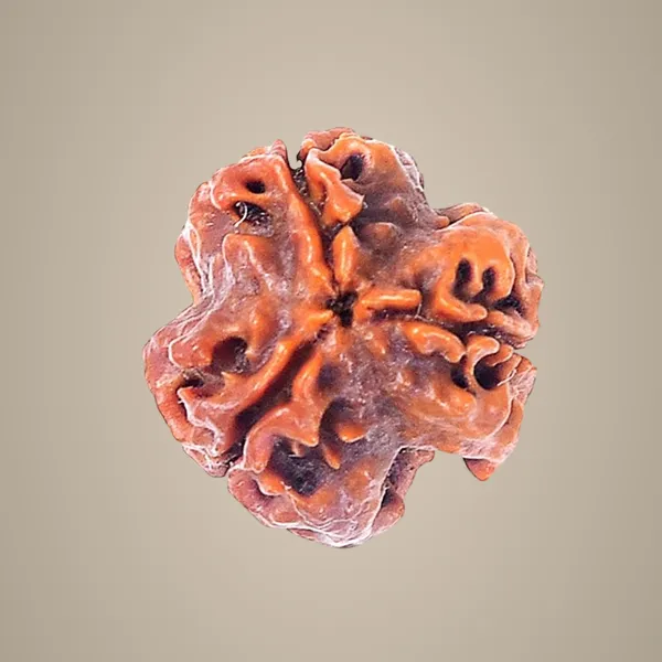 3_Mukhi_Original_Rudraksha_Bead_Natural_&_Energized_Rudraksha_For_Men_&_Women