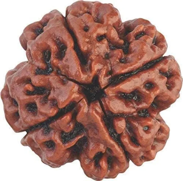 4_Mukhi_Original_Rudraksha_Bead_Natural_&_Energized_Rudraksha_For_Men_&_Women