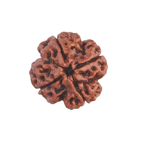 4_Mukhi_Original_Rudraksha_Bead_Natural_&_Energized_Rudraksha_For_Men_&_Women