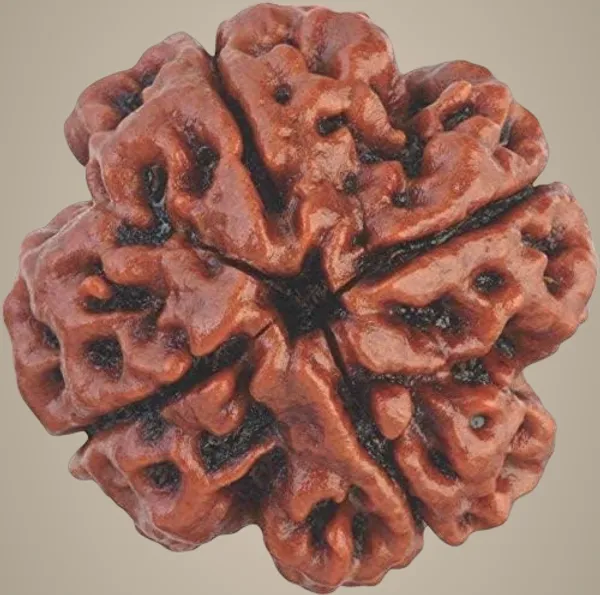4_Mukhi_Original_Rudraksha_Bead_Natural_&_Energized_Rudraksha_For_Men_&_Women