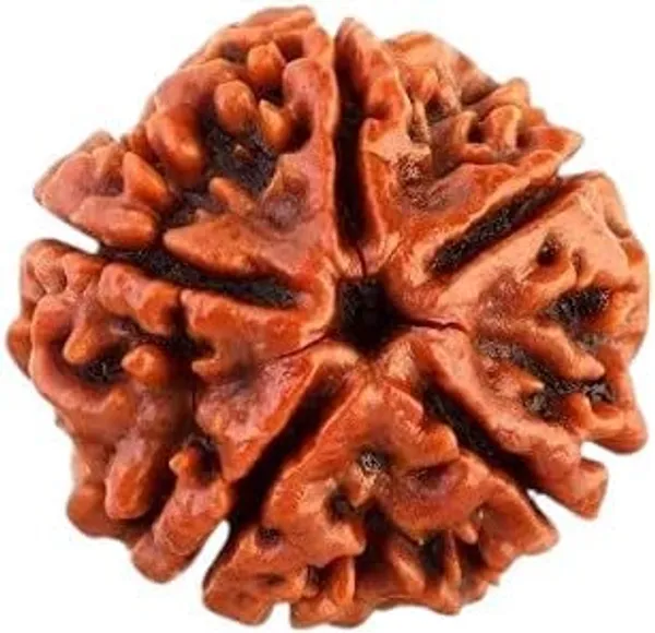 5_Mukhi_Rudraksha_Without_Silver_Pendant_Helps_To_Improve_Self_Confidence_Spiritual_Growth_Negative_Energies_For_Men_&_Women