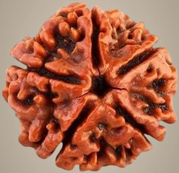 5_Mukhi_Rudraksha_Without_Silver_Pendant_Helps_To_Improve_Self_Confidence_Spiritual_Growth_Negative_Energies_For_Men_&_Women