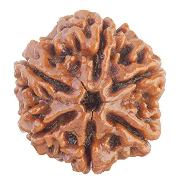 6_Mukhi_Original_Rudraksha_Bead_Natural_&_Energized_Rudraksha_For_Men_&_Women