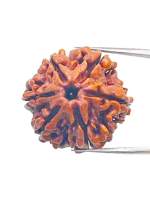 6_Mukhi_Original_Rudraksha_Bead_Natural_&_Energized_Rudraksha_For_Men_&_Women