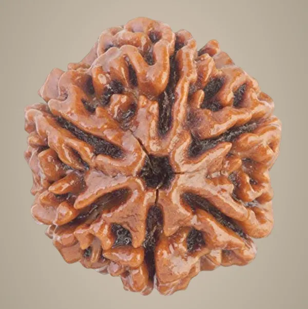 6_Mukhi_Original_Rudraksha_Bead_Natural_&_Energized_Rudraksha_For_Men_&_Women
