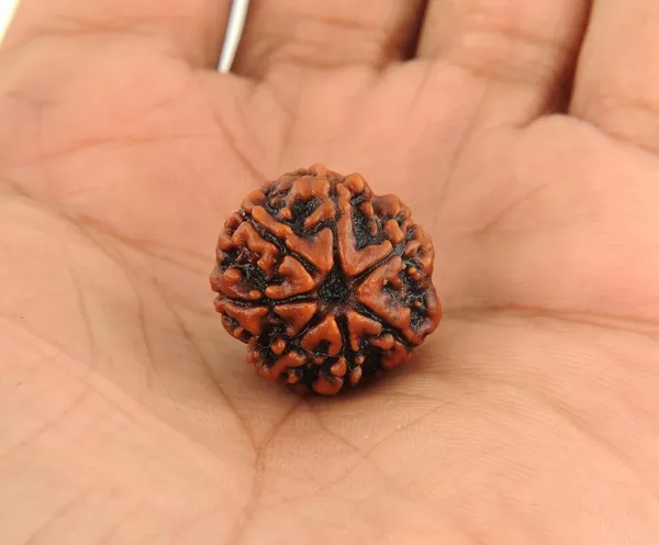 7_Mukhi_Original_Rudraksha_Bead_Natural_&_Energized_Rudraksha_For_Men_&_Women