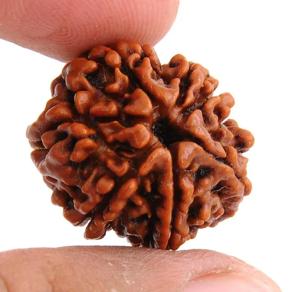7_Mukhi_Original_Rudraksha_Bead_Natural_&_Energized_Rudraksha_For_Men_&_Women