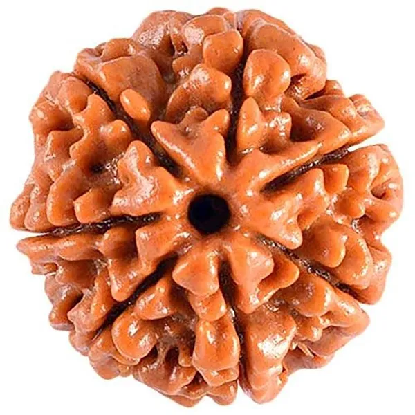 7_Mukhi_Original_Rudraksha_Bead_Natural_&_Energized_Rudraksha_For_Men_&_Women