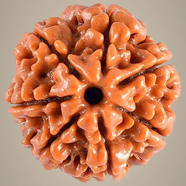 7_Mukhi_Original_Rudraksha_Bead_Natural_&_Energized_Rudraksha_For_Men_&_Women