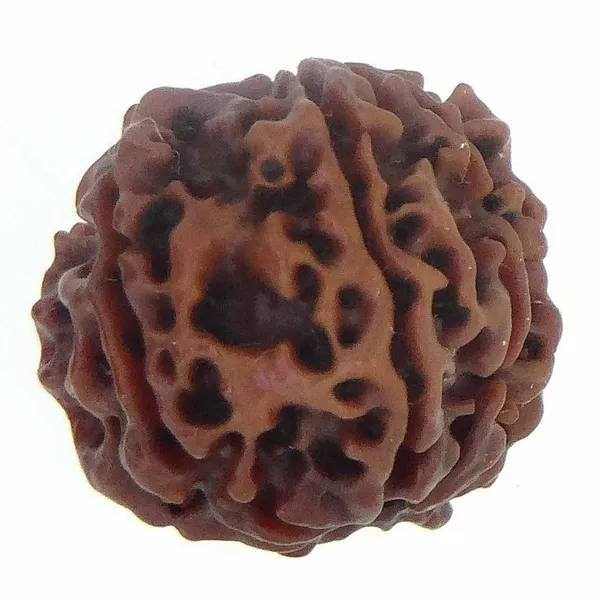 8_Mukhi_Original_Rudraksha_Bead_Natural_&_Energized_Rudraksha_For_Men_&_Women