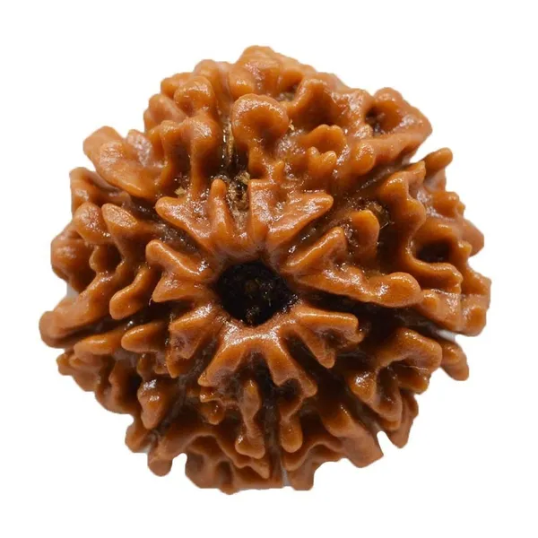 8_Mukhi_Original_Rudraksha_Bead_Natural_&_Energized_Rudraksha_For_Men_&_Women