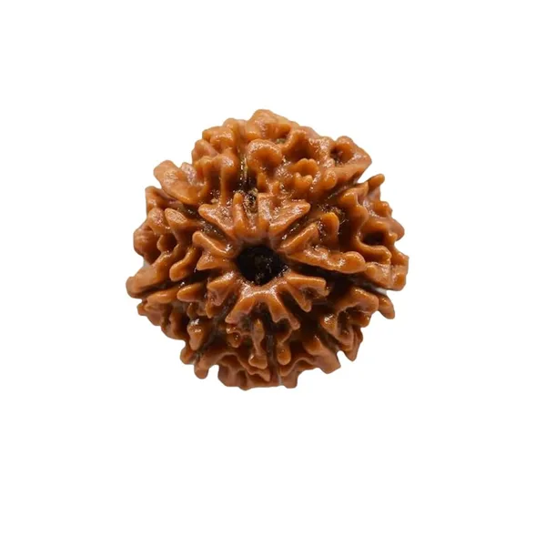 8_Mukhi_Original_Rudraksha_Bead_Natural_&_Energized_Rudraksha_For_Men_&_Women