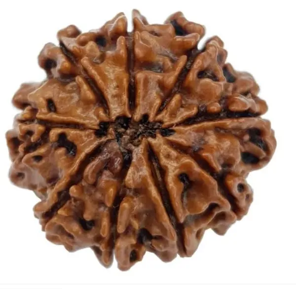 9_Mukhi_Original_Rudraksha_Bead_Natural_&_Energized_Rudraksha_For_Men_&_Women