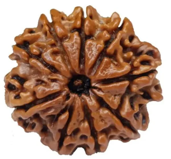 9_Mukhi_Original_Rudraksha_Bead_Natural_&_Energized_Rudraksha_For_Men_&_Women