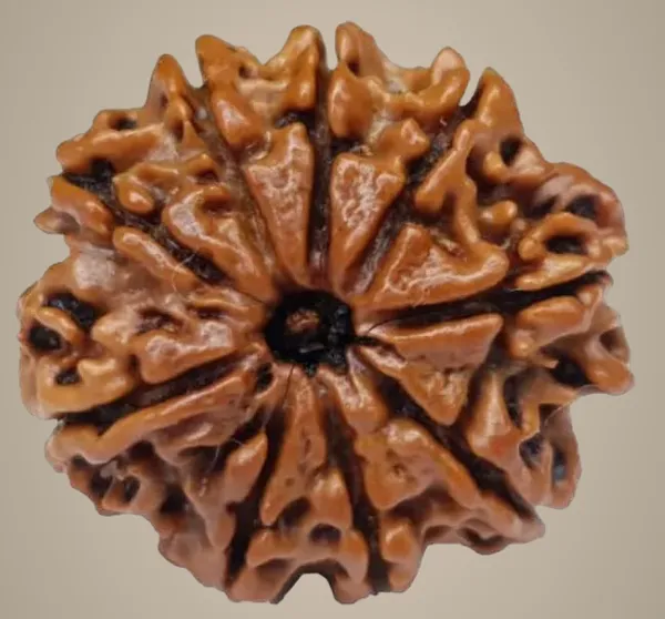 9_Mukhi_Original_Rudraksha_Bead_Natural_&_Energized_Rudraksha_For_Men_&_Women
