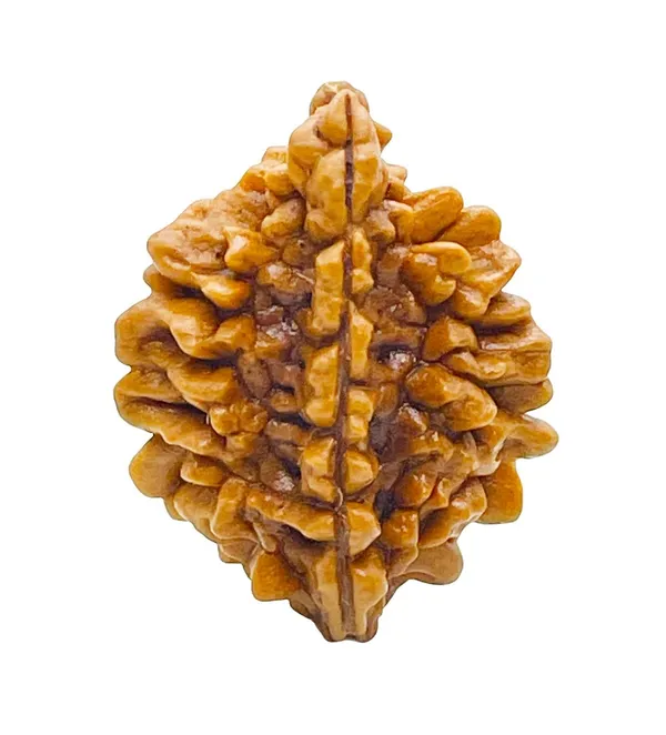 2_Mukhi_Rudraksha_Lab_Certified_Original_Rudraksha_Bead_Size_18-24Mm