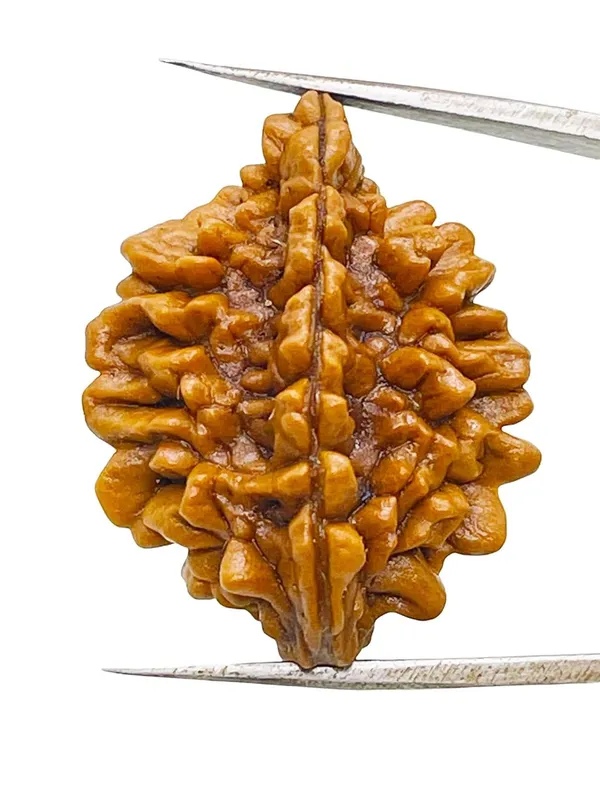 2_Mukhi_Rudraksha_Lab_Certified_Original_Rudraksha_Bead_Size_18-24Mm
