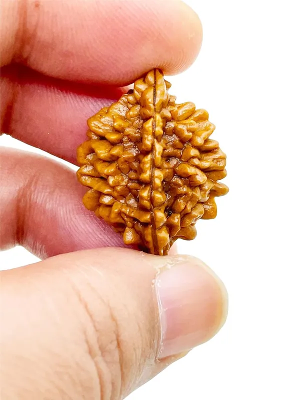 2_Mukhi_Rudraksha_Lab_Certified_Original_Rudraksha_Bead_Size_18-24Mm