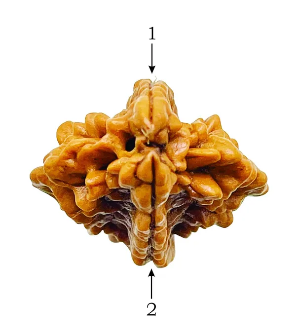2_Mukhi_Rudraksha_Lab_Certified_Original_Rudraksha_Bead_Size_18-24Mm