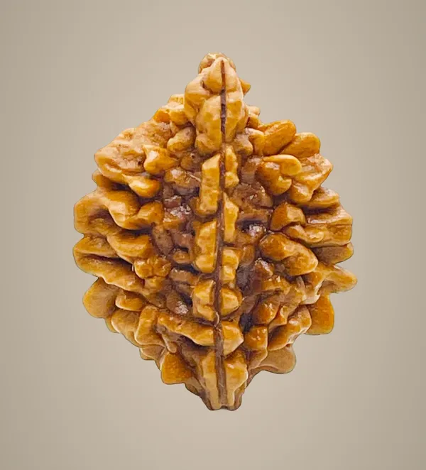 2_Mukhi_Rudraksha_Lab_Certified_Original_Rudraksha_Bead_Size_18-24Mm