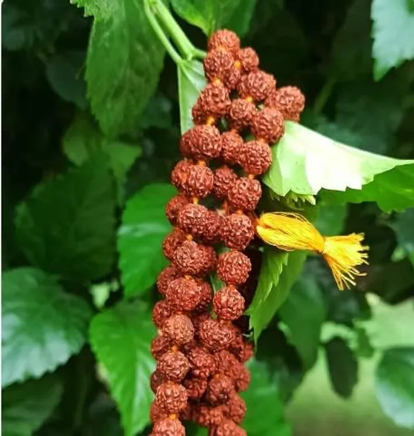 7_Mukhi_Rudraksha_Mala_108_Beads_Original_Certified_Lab_Tested