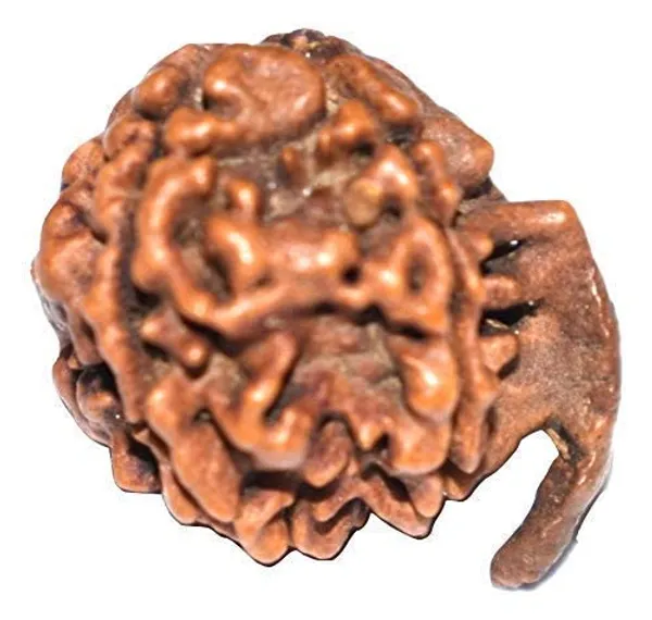 Ganesh_Mukhi_Nepali_Rudraksha_Bead_For_Lord_Ganesha_Blessings_With_Lab_Test_Certificate