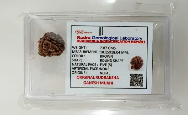 Ganesh_Mukhi_Nepali_Rudraksha_Bead_For_Lord_Ganesha_Blessings_With_Lab_Test_Certificate