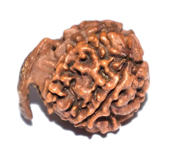 Ganesh_Mukhi_Nepali_Rudraksha_Bead_For_Lord_Ganesha_Blessings_With_Lab_Test_Certificate