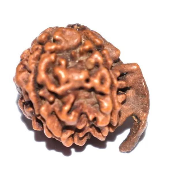 Ganesh_Mukhi_Nepali_Rudraksha_Bead_For_Lord_Ganesha_Blessings_With_Lab_Test_Certificate