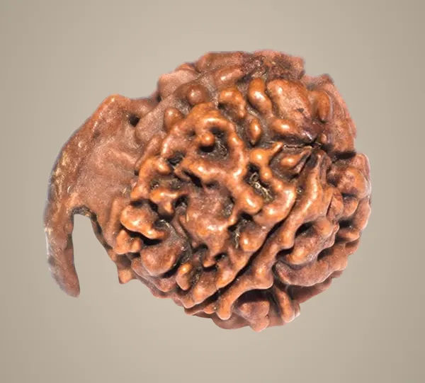 Ganesh_Mukhi_Nepali_Rudraksha_Bead_For_Lord_Ganesha_Blessings_With_Lab_Test_Certificate