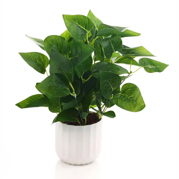 Green_White_Plastic_Bedroom,_Home_Office,_Kitchen,_Living_Room_For_Home_Decor