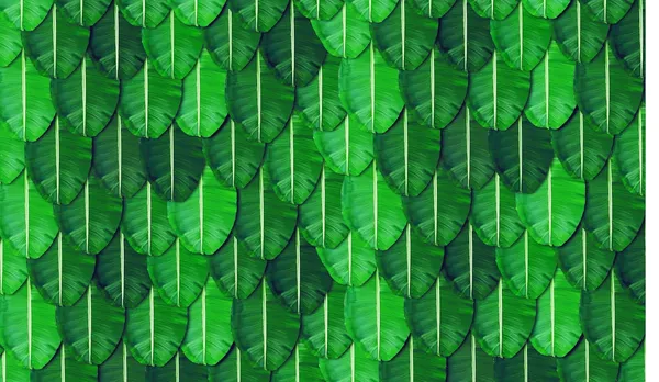 Multicolour_Polyester_Wedding_Backdrop_Banana_Leaf_All_Festivals_Cloth_For_Festival_/_Pooja_|_5*8