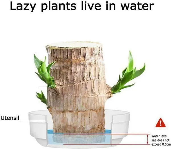 Big_Size_Lucky_Brazil_Wood_Plant_|_🔥FLAT_50%_OFF_SALE🔥