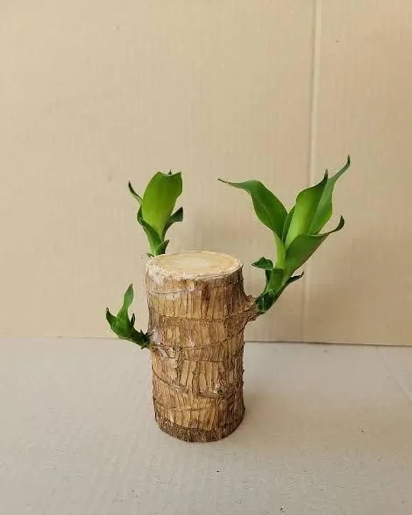 Big_Size_Lucky_Brazil_Wood_Plant_|_🔥FLAT_50%_OFF_SALE🔥