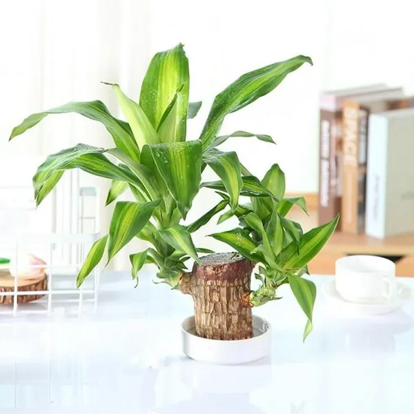 Big_Size_Lucky_Brazil_Wood_Plant_|_🔥FLAT_50%_OFF_SALE🔥