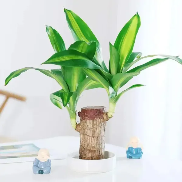 Big_Size_Lucky_Brazil_Wood_Plant_|_🔥FLAT_50%_OFF_SALE🔥
