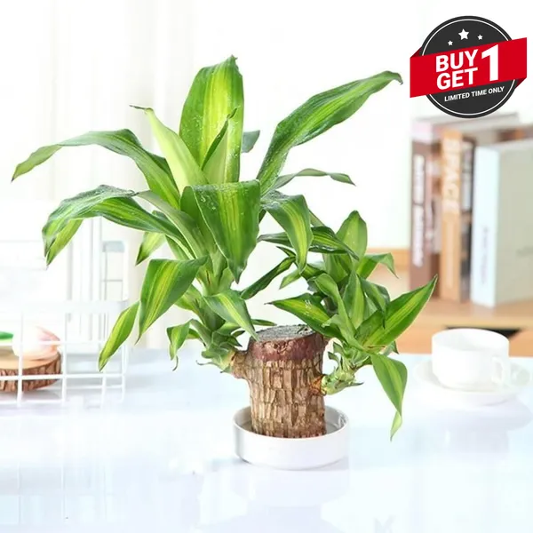 Big_Size_Lucky_Brazil_Wood_Plant_|_🔥Buy_1_Get_1_Free🔥