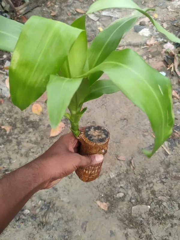 Big_Size_Lucky_Brazil_Wood_Plant_|_🔥Buy_1_Get_1_Free🔥