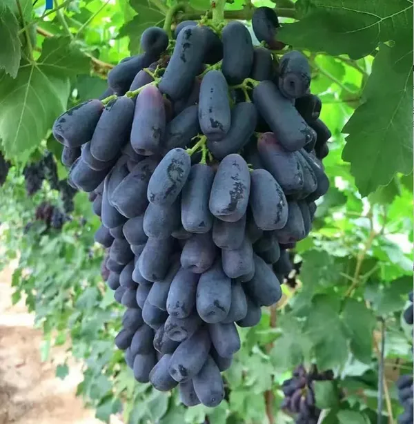 Sweet_Sapphire_Grape_Seeds_|_Limited_Stock_|_Order_Now