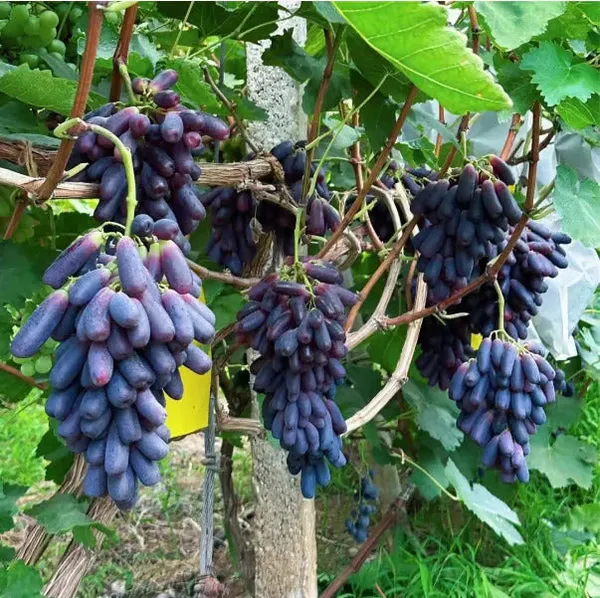 Sweet_Sapphire_Grape_Seeds_|_Limited_Stock_|_Order_Now