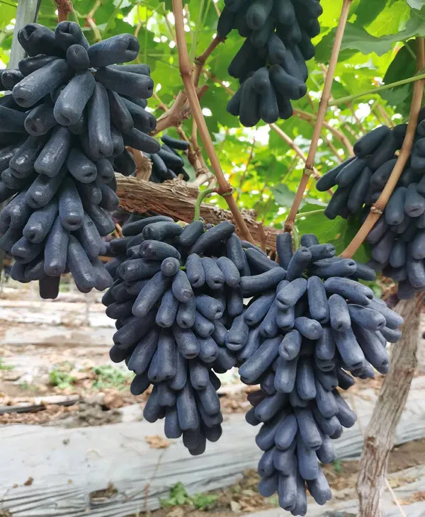 Sweet_Sapphire_Grape_Seeds_|_Limited_Stock_|_Order_Now