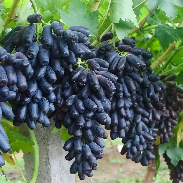 Sweet_Sapphire_Grape_Seeds_|_Limited_Stock_|_Order_Now